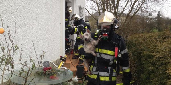 Feuerwehr rettet vier Hunde und eine Katze