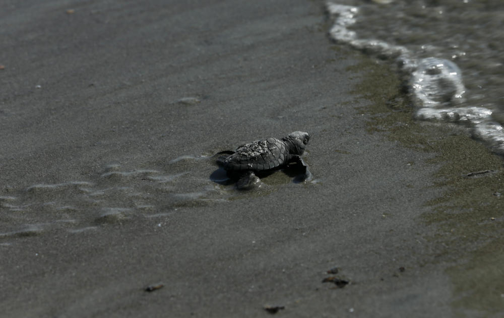 Kanadier gibt Schmuggel von Schildkröten zu
