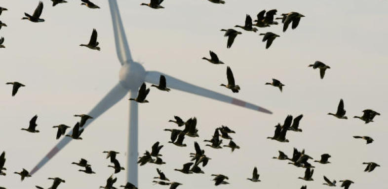 Tausende Vögel sterben an Windrädern