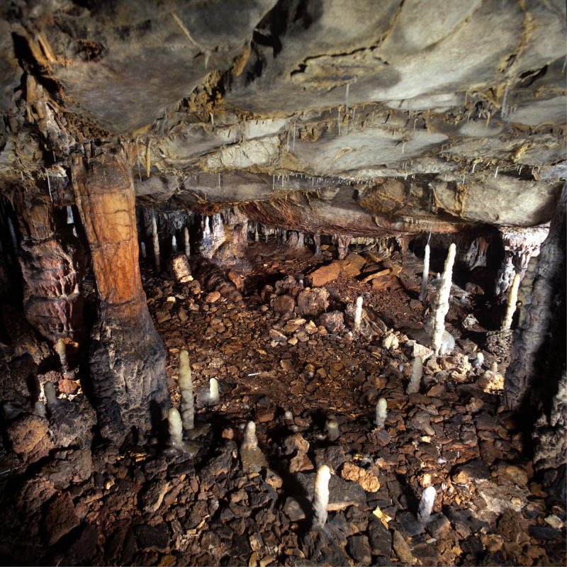 Höhlenlöwe wegen Jagd nach Fell ausgestorben