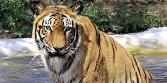 Mehr Tiger dank erfolgreichem Artenschutz