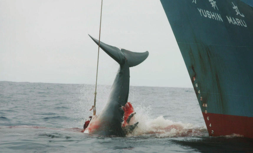 Japan hält an Walfangplänen fest