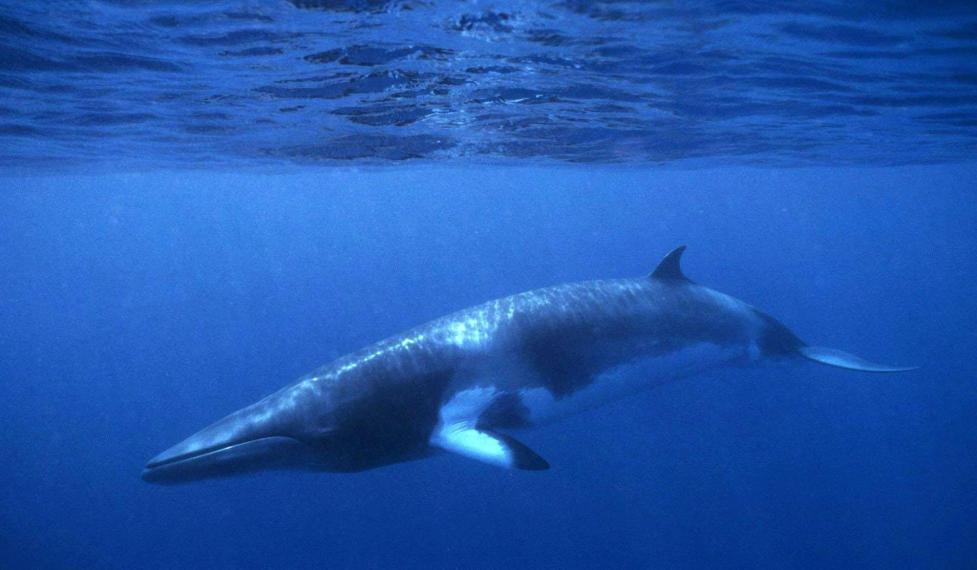 Japan fängt wieder Wale