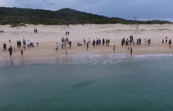 Ganz viele Haie ganz nahe am Strand