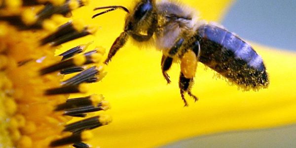 Biene aus China beschlagnahmt