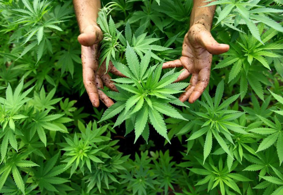 Keine Strafe für Cannabis-Züchter