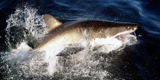 Mann stirbt nach Hai-Angriff