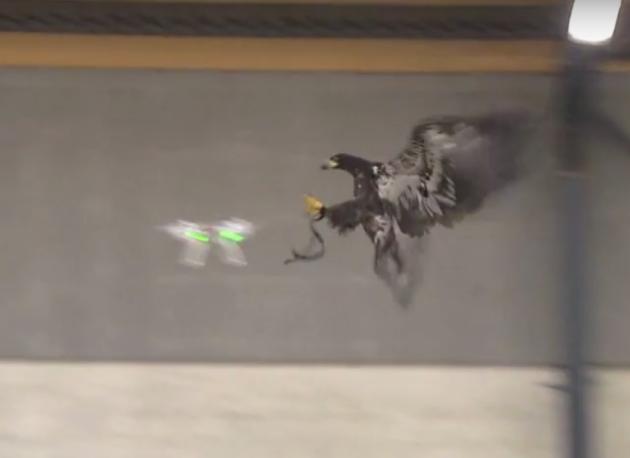 Mit Adler auf Terror-Drohnen-Jagd