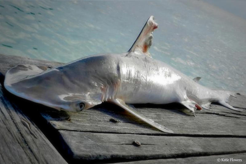 Möglicherweise neue Hai-Art vor Belize entdeckt