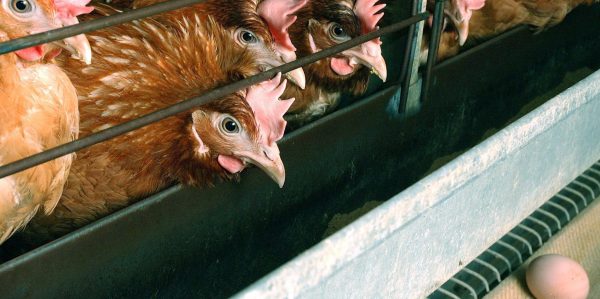 Hühnerei: Naturprodukt oder Industrieware?