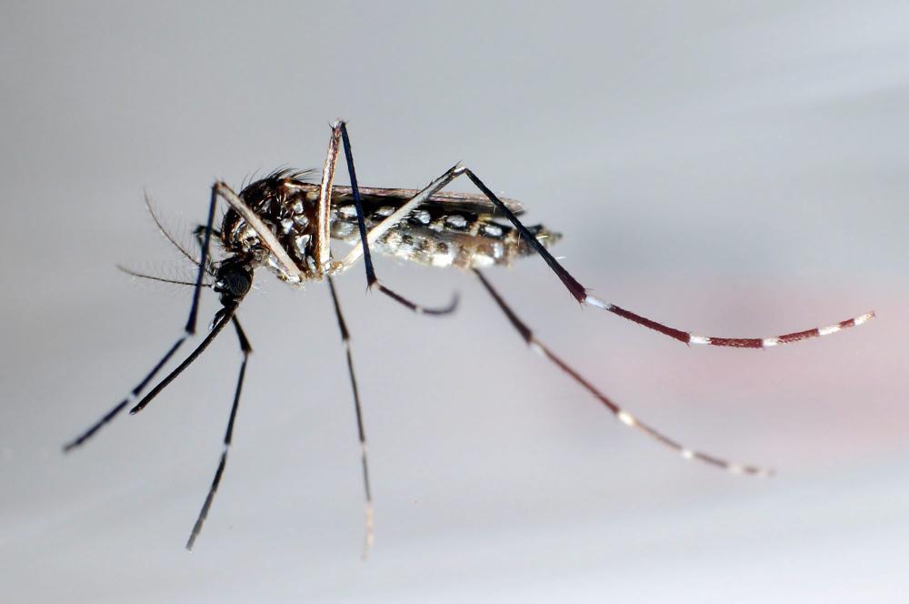 Kolumbien erklärt Zika-Epidemie für überwunden