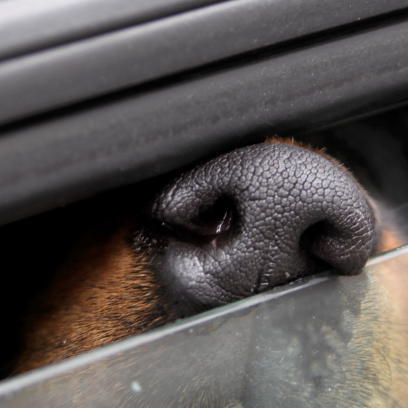 Hundewelpe aus überhitztem Auto gerettet