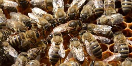 Zierpflanzen gefährden die Bienen