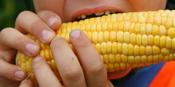 Frankreich will Gen-Mais verbieten