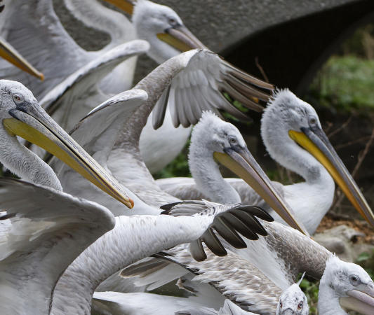 Wegen Vogelgrippe tötet Zoo alle Pelikane