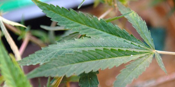 Washington gibt Marihuana-Verkauf frei