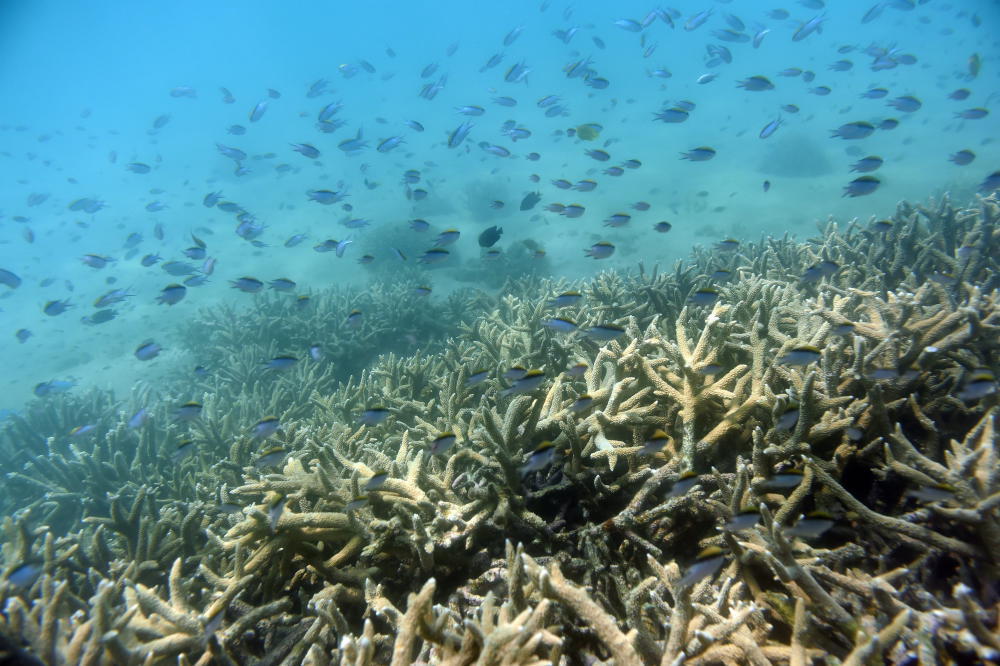 Korallenbleiche schlimmer als erwartet