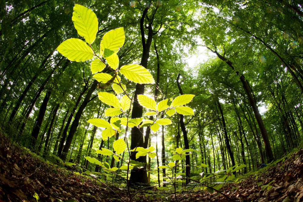 Der Wald als Rohstofflieferant