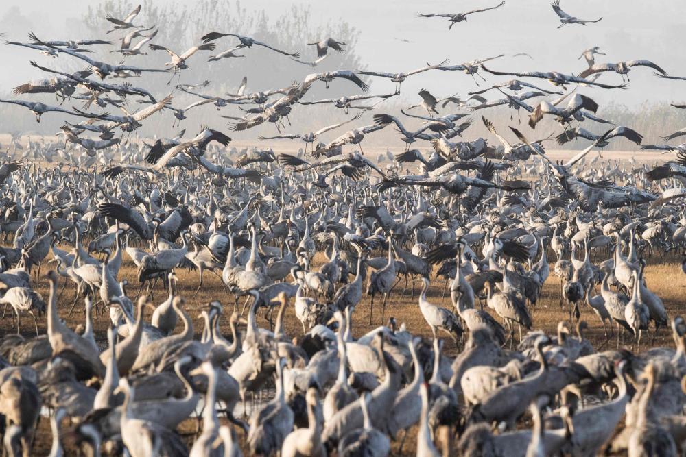 Vogelgrippe unter Wildvögeln weitet sich aus