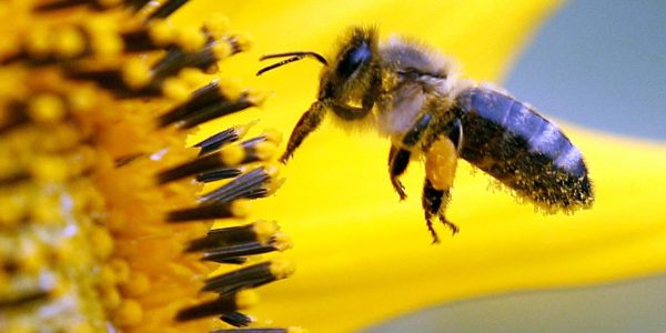 EU will die Biene retten