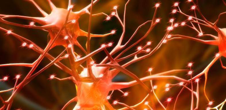 Nervenzellen in 3D wachsen lassen