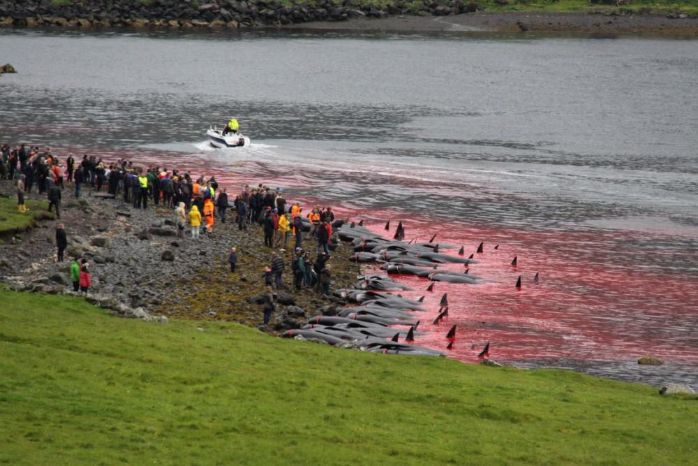 Walfang auf den Färöer-Inseln