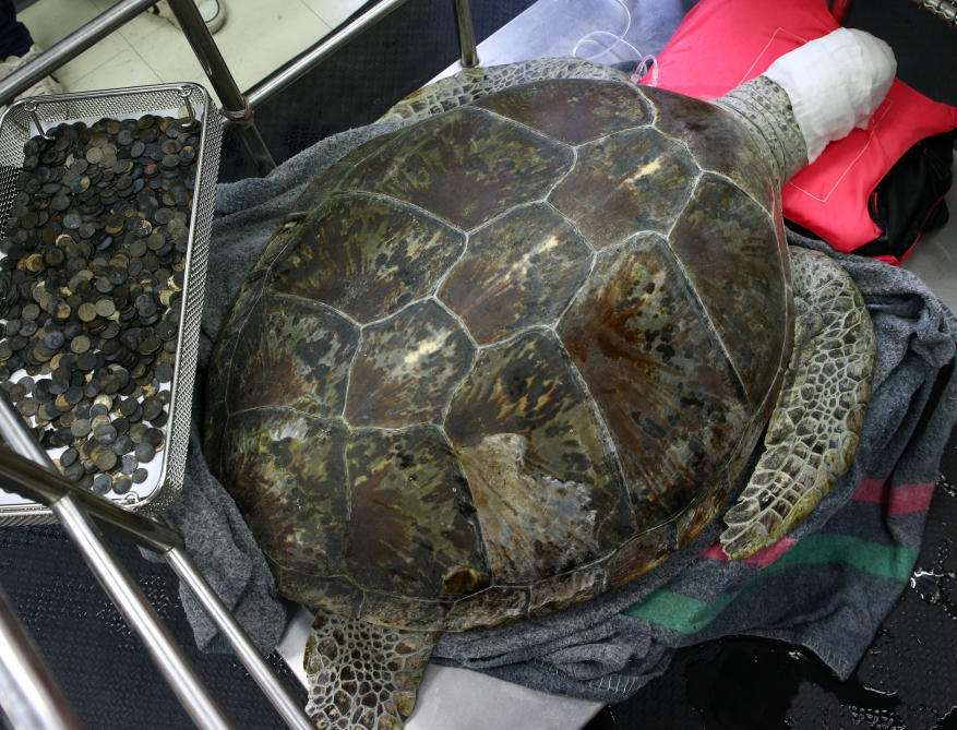Mit Münzen gefütterte Schildkröte ist tot