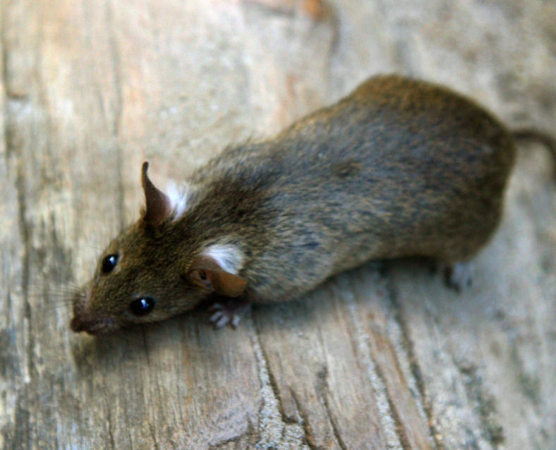 Mann beißt lebendiger Ratte den Kopf ab Tageblatt.lu Mann beißt lebendiger Ratte den Kopf ab Tageblatt.lu