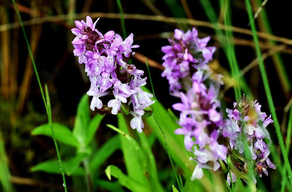 Neue Orchideen-Unterart entdeckt