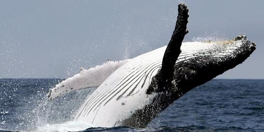 Größte Ansammlung von Walen entdeckt