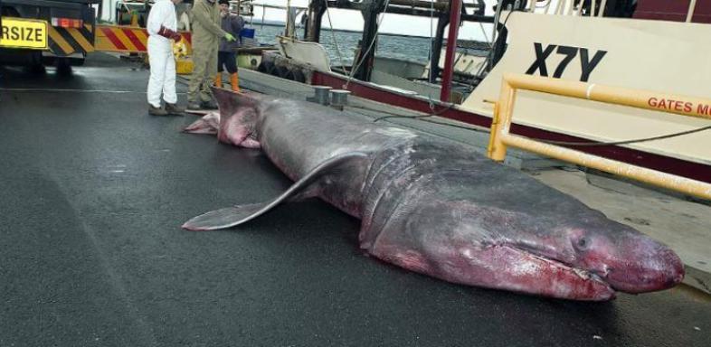 Fischer fangen seltenen Riesenhai