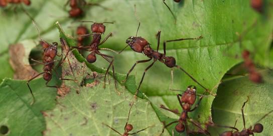 Bakterienfilm kann Ameisen schützen