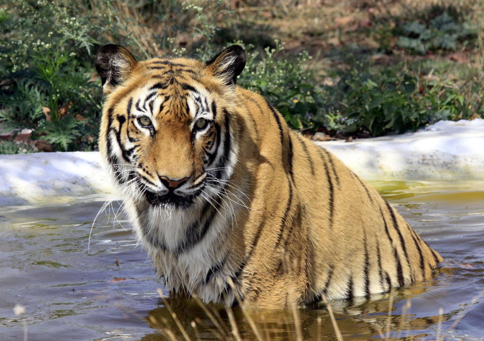 Wilderer töten wieder mehr Tiger in Indien