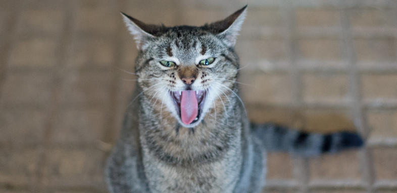 Katze löst „Überfallalarm“ aus