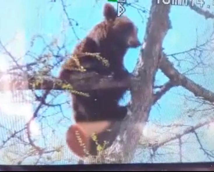 Bärenfamilie besetzt Baum in Touristenstadt
