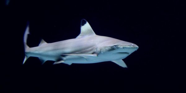 Hai tötet Taucher vor Westküste