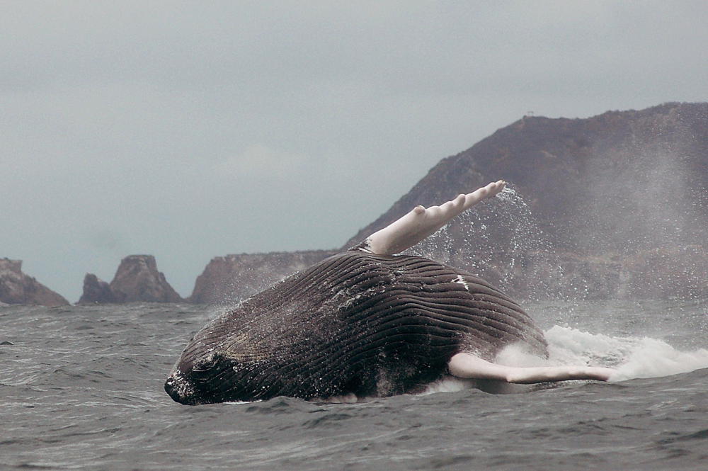 Schiffslärm stört Buckelwale bei der Nahrungssuche