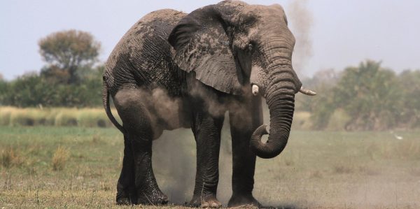 Elefanten haben extrem guten Geruchssinn