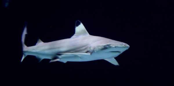 Weniger Riffhaie nahe bewohnten Pazifikinseln