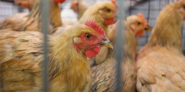 Neues Virus ansteckender als  Vogelgrippe