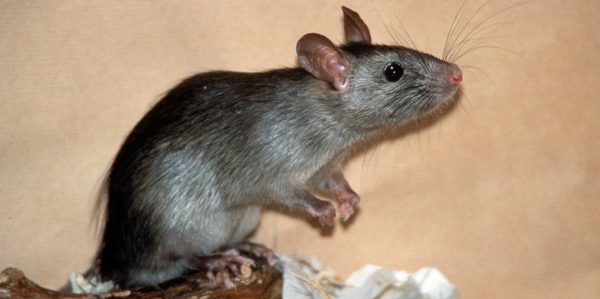 Gelähmte Ratten bewegen Beine