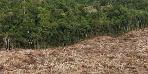 Brasilien erteilt Freibrief für Abholzung