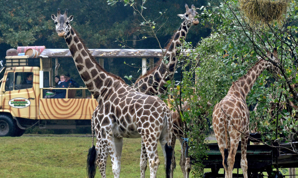 Giraffen-Streicheln unterstützt Heilung von Depressionen