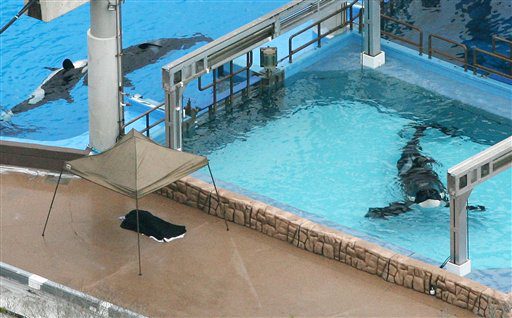 Schwertwal tötet Tiertrainerin im SeaWorld-Park