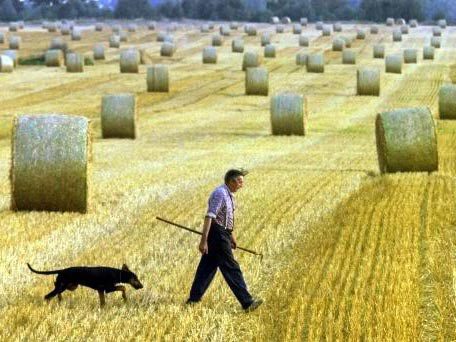 EU strebt effizientere Agrarpolitik an