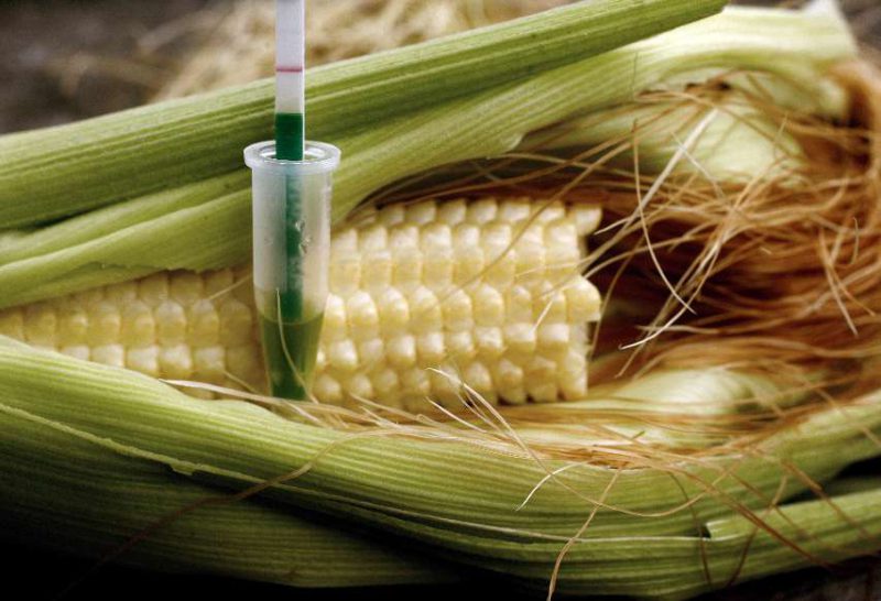 Barroso veut imposer la culture des OGM dans l’UE, Bruxelles dément