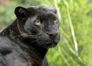 Vorerst keine „Großjagd“ auf Panther