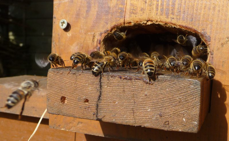 Hitze beschert Imkern volle Honigwaben