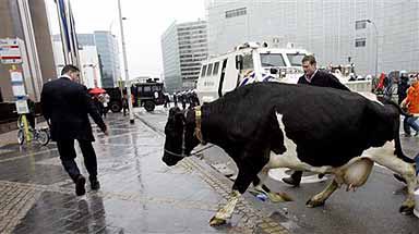 Crise du lait : l’UE reste largement sourde à la colère des producteurs