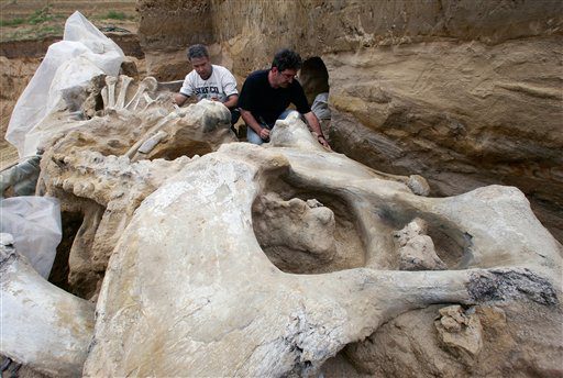 Un squelette de mammouth d’un million d’années découvert en Serbie